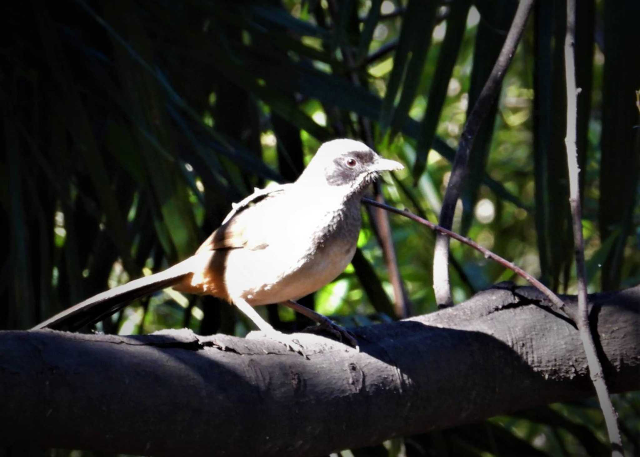 Photo of Masked Laughingthrush at 多摩川 by まつげ