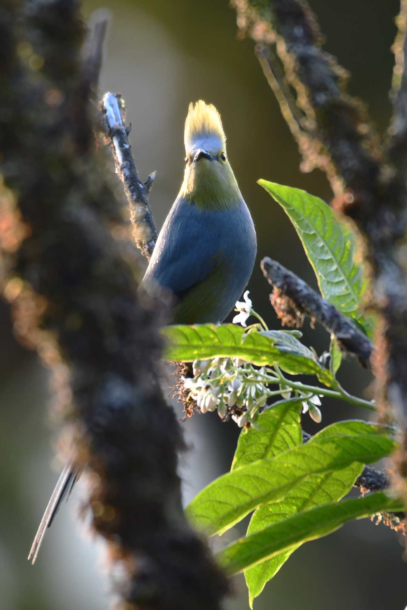 Long-tailed Silky-flycatcher