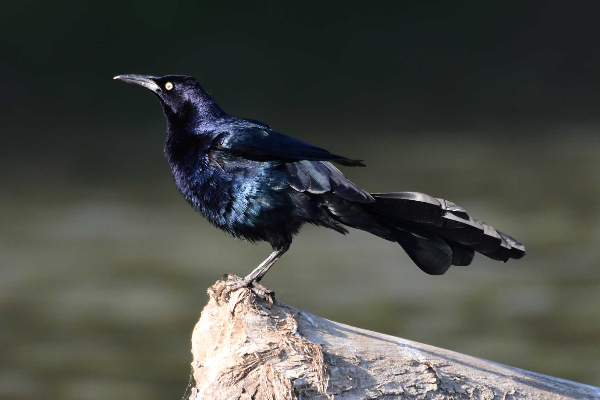 Great-tailed Grackle