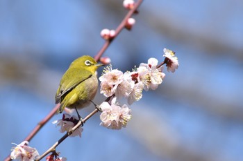 Warbling White-eye 生田緑地 Sat, 2/24/2024