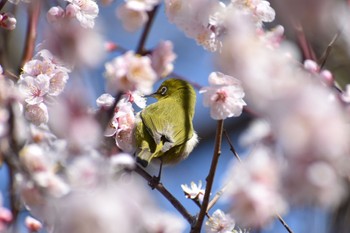 Warbling White-eye 生田緑地 Sat, 2/24/2024