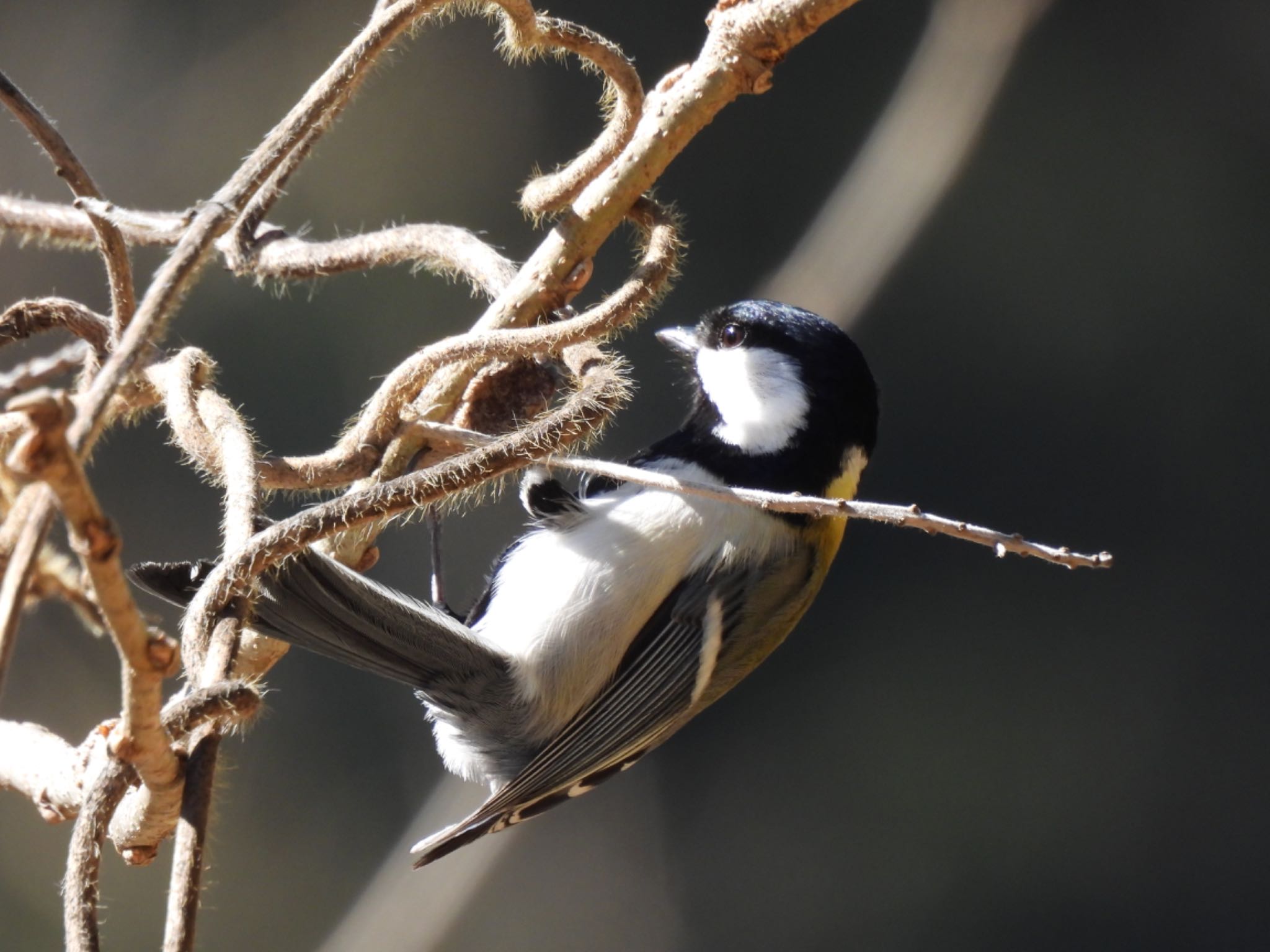 Japanese Tit