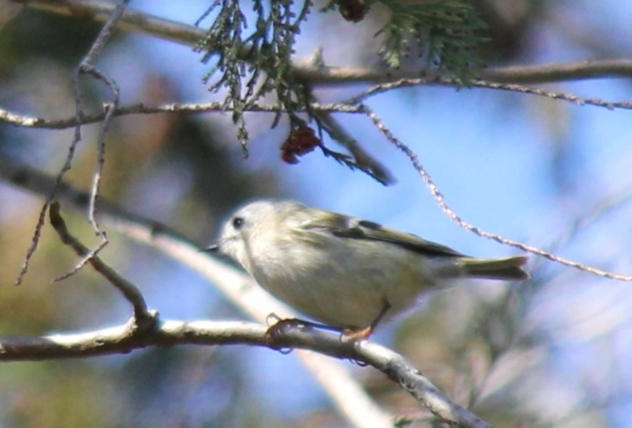 Photo of Goldcrest at Mizumoto Park by もねこま