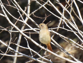 2024年3月10日(日) 寺家ふるさと村の野鳥観察記録