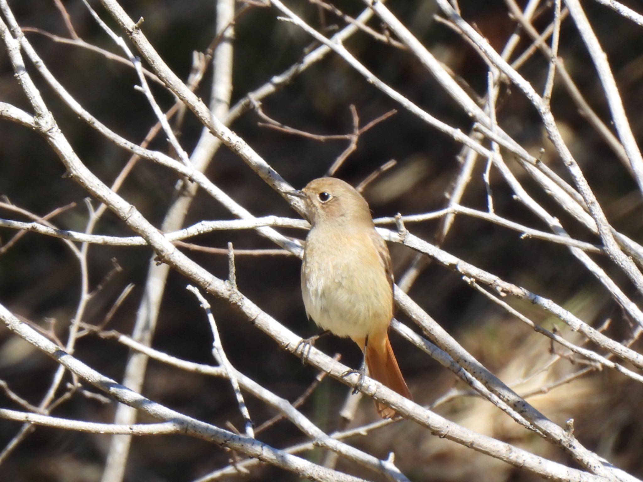 Daurian Redstart