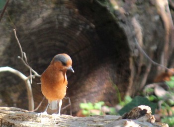 Varied Tit Mizumoto Park Sun, 3/10/2024