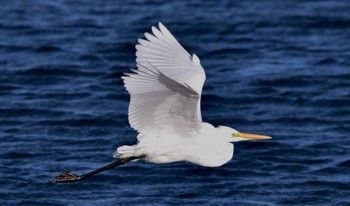 Great Egret(modesta)  田端東遊水池公園 Sat, 3/9/2024