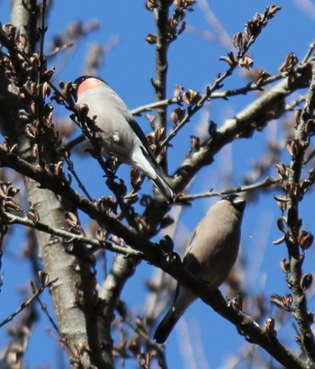 ウソ 水元公園 2024年3月10日(日)