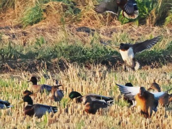 Mallard 今津干潟 Wed, 11/16/2022