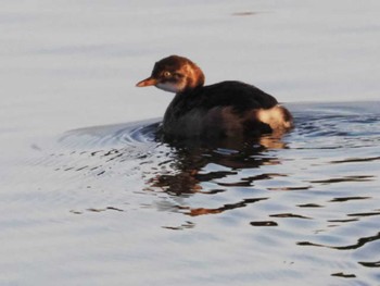 Little Grebe 今津干潟 Wed, 11/16/2022