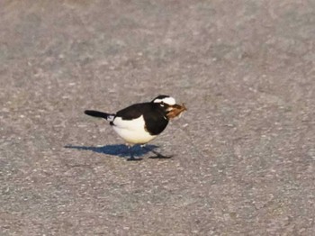 Japanese Wagtail 今津干潟 Wed, 11/16/2022