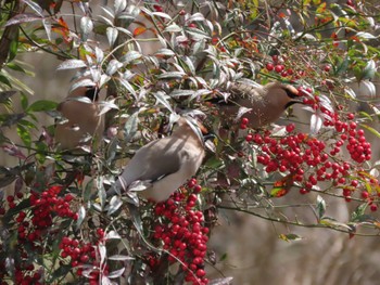 Bohemian Waxwing 島根県 Sun, 3/10/2024