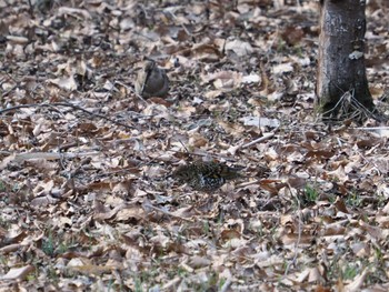 Eurasian Woodcock Maioka Park Sat, 3/9/2024