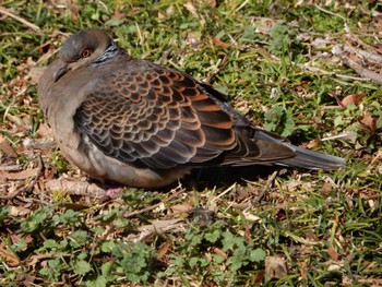 Oriental Turtle Dove Kasai Rinkai Park Sat, 3/9/2024