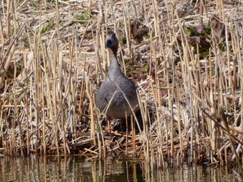 オカヨシガモ 葛西臨海公園 2024年3月9日(土)