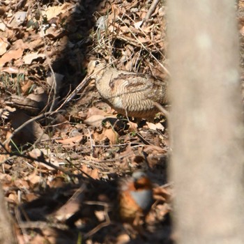 Eurasian Woodcock Maioka Park Sun, 3/10/2024