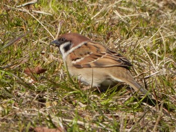 Eurasian Tree Sparrow Kasai Rinkai Park Sat, 3/9/2024