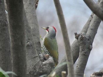 Japanese Green Woodpecker 自宅前 Thu, 3/7/2024