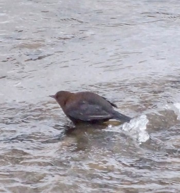 Brown Dipper 真駒内川 Sun, 3/10/2024