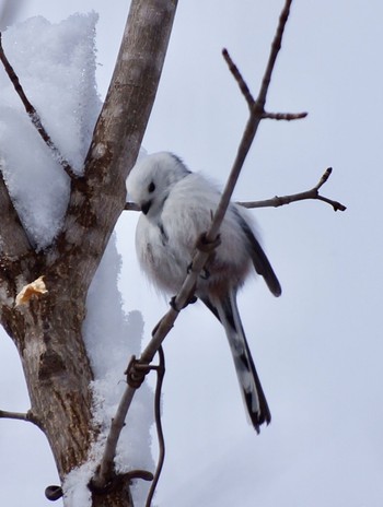 Long-tailed tit(japonicus) Makomanai Park Sun, 3/10/2024