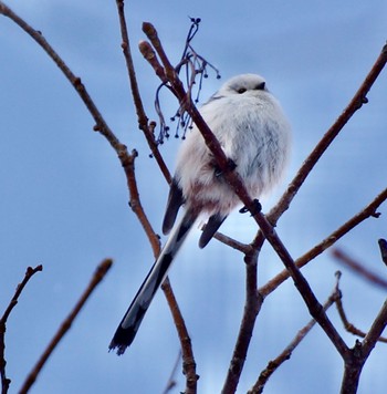 Long-tailed tit(japonicus) Makomanai Park Sun, 3/10/2024