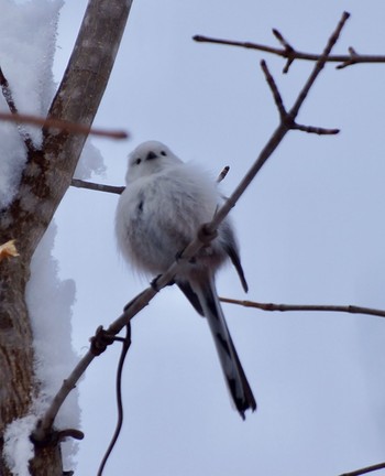 Long-tailed tit(japonicus) Makomanai Park Sun, 3/10/2024