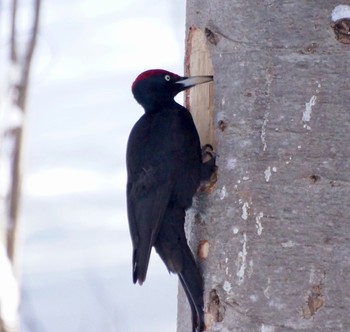 Black Woodpecker Makomanai Park Sun, 3/10/2024