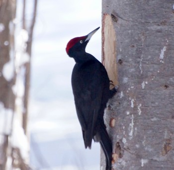 Black Woodpecker Makomanai Park Sun, 3/10/2024