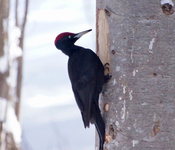 Black Woodpecker Makomanai Park Sun, 3/10/2024