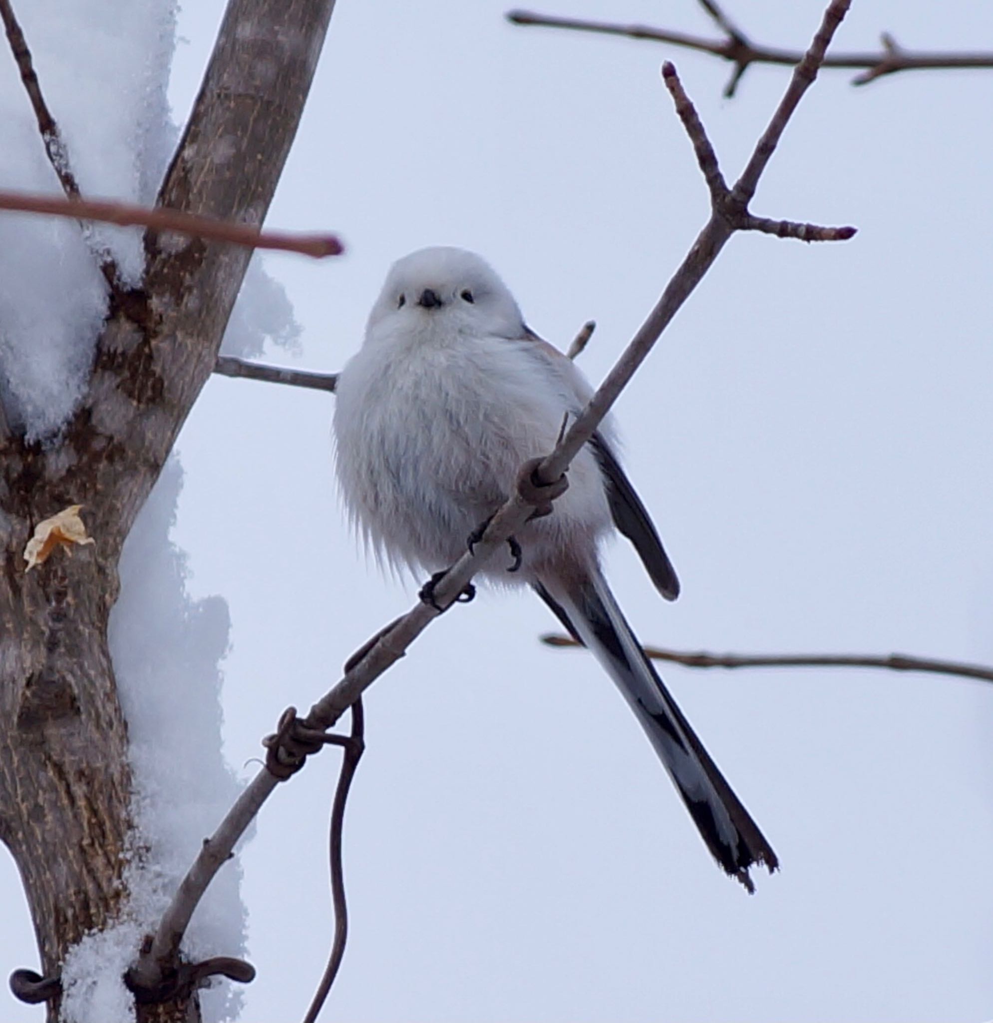 Photo of Long-tailed tit(japonicus) at Makomanai Park by xuuhiro