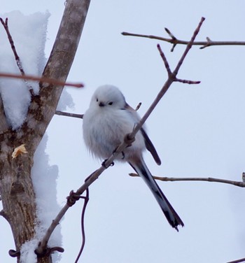 Long-tailed tit(japonicus) Makomanai Park Sun, 3/10/2024