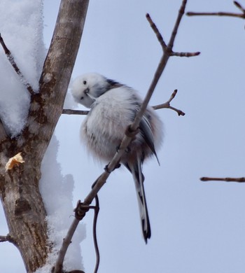 Long-tailed tit(japonicus) Makomanai Park Sun, 3/10/2024