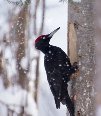 Black Woodpecker Makomanai Park Sun, 3/10/2024