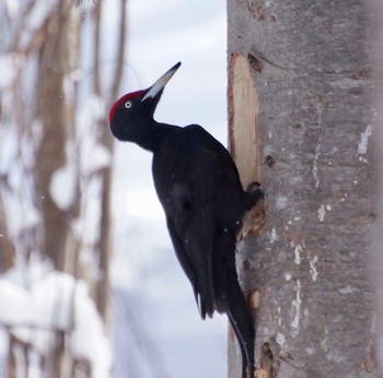 Black Woodpecker Makomanai Park Sun, 3/10/2024