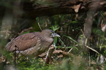 2024年3月10日(日) 水元公園の野鳥観察記録