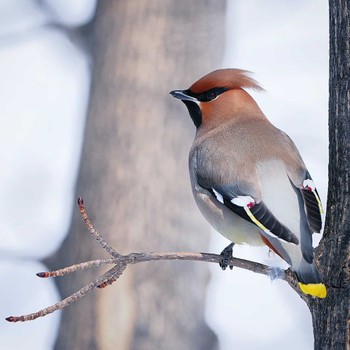 Fri, 3/8/2024 Birding report at キトウシ森林公園