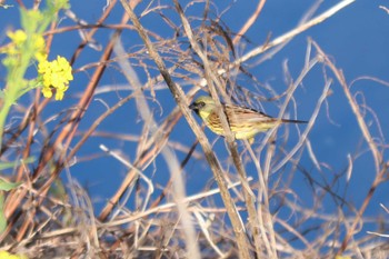 Masked Bunting 目久尻川 Sat, 3/9/2024