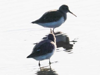 Dunlin 今津干潟 Wed, 11/16/2022