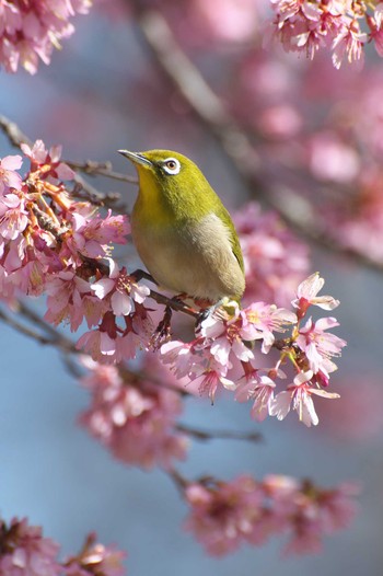 Warbling White-eye Osaka Tsurumi Ryokuchi Sun, 3/10/2024