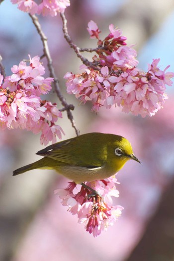 Warbling White-eye Osaka Tsurumi Ryokuchi Sun, 3/10/2024