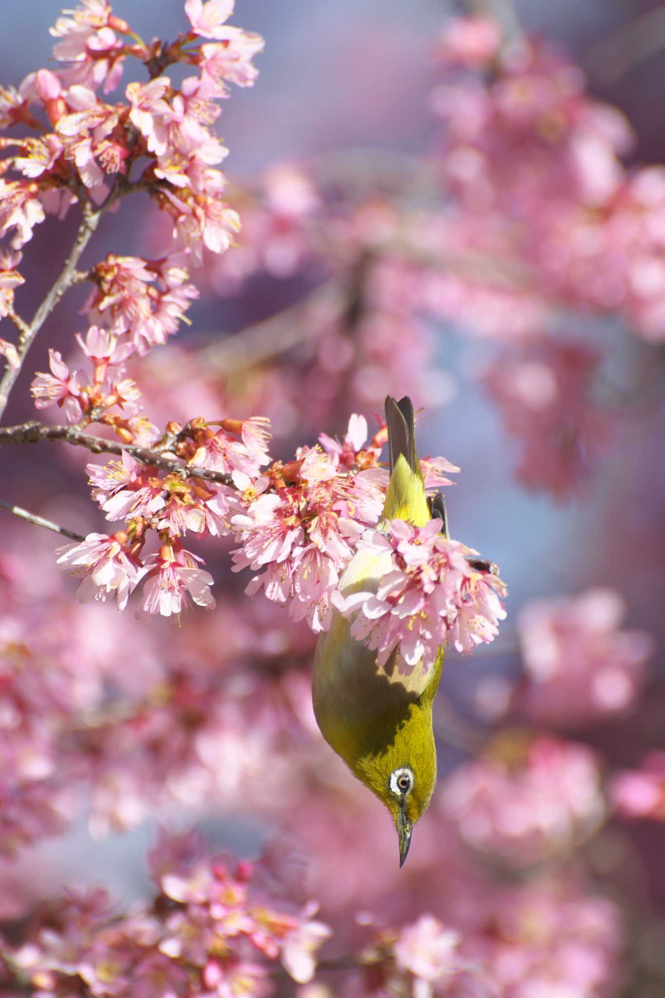 Photo of Warbling White-eye at Osaka Tsurumi Ryokuchi by 大井 誠