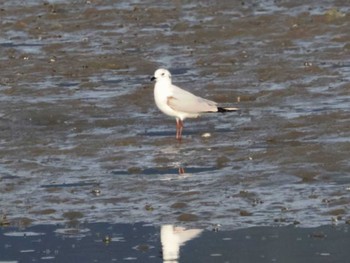 Saunders's Gull 今津干潟 Wed, 11/16/2022