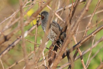 Brown-eared Bulbul 目久尻川 Sat, 3/9/2024