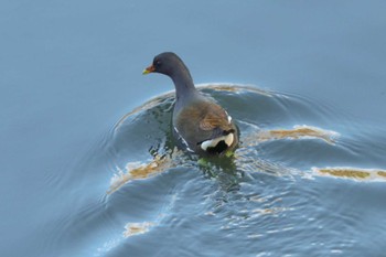 Common Moorhen 目久尻川 Sat, 3/9/2024