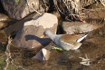 Common Moorhen 目久尻川 Sat, 3/9/2024