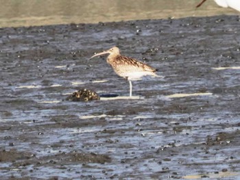 Eurasian Curlew 今津干潟 Wed, 11/16/2022