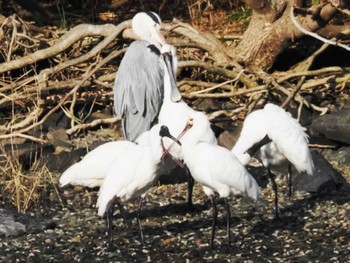 Black-faced Spoonbill 今津干潟 Wed, 11/16/2022