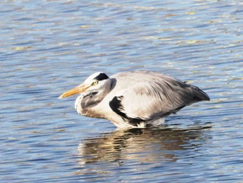 Grey Heron 今津干潟 Wed, 11/16/2022