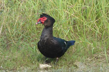 Muscovy Duck 北香湖公園(台湾) Sat, 1/20/2024