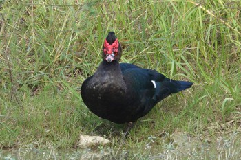 Muscovy Duck 北香湖公園(台湾) Sat, 1/20/2024